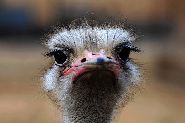 Baby Ostrich