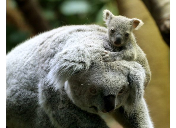 Baby Koala