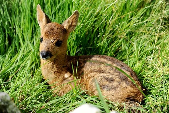 Baby Deer