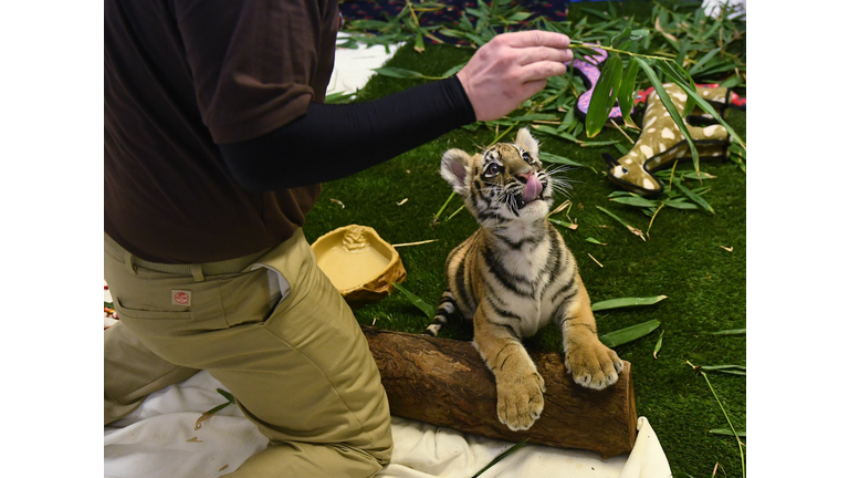 Baby Tiger cub