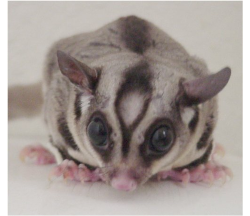 Baby SugarGlider