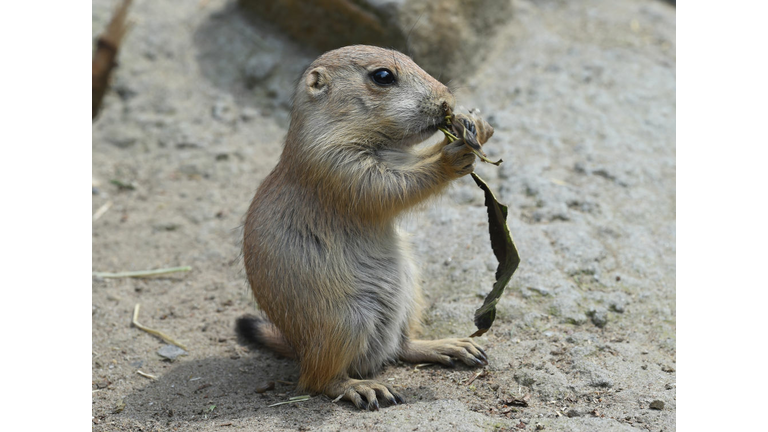 Baby Prairie Dog