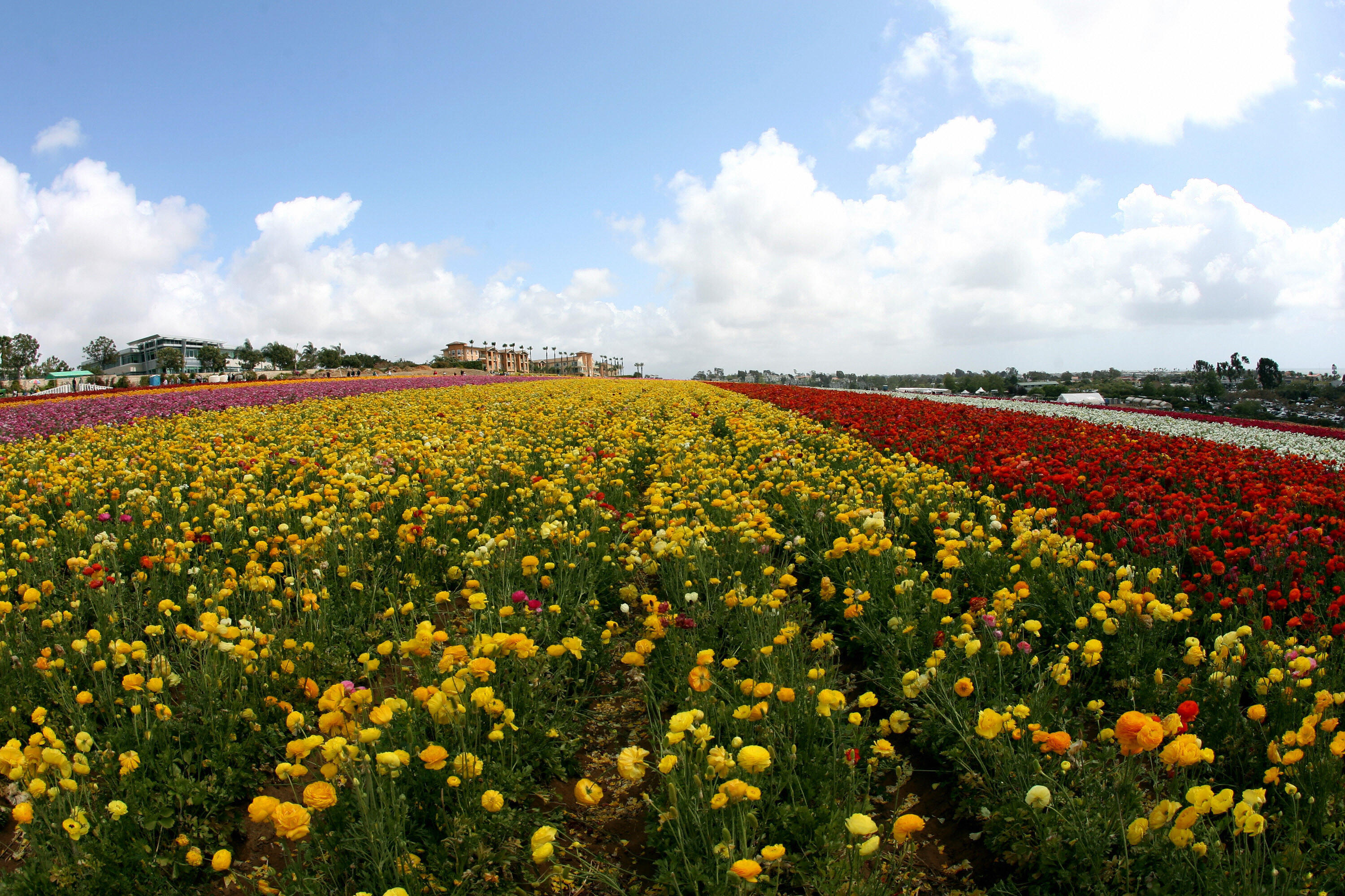 The Carlsbad Flower Fields Are Blooming In San Diego ROCK 105.3