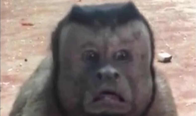 Monkey With Human Face Freaks People Out At Zoo Iheartradio