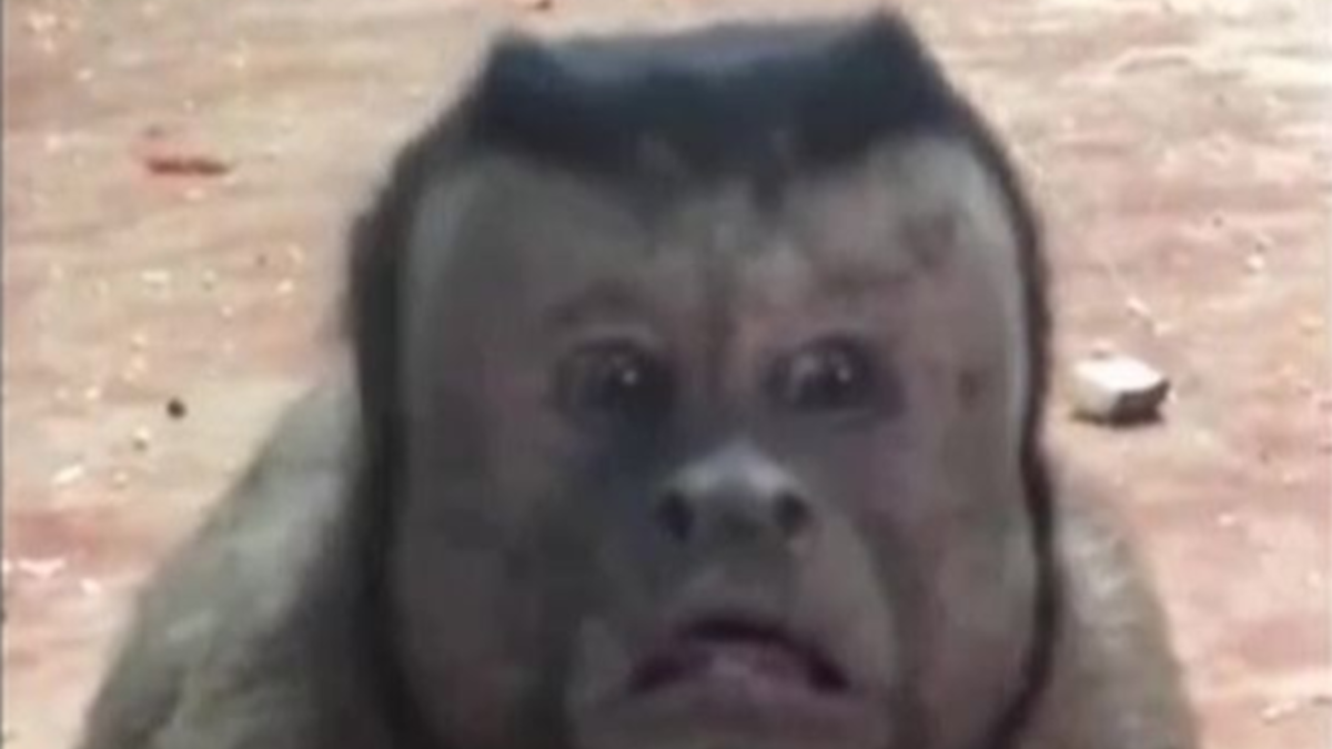 Monkey With Human Face Freaks People Out At Zoo | 103.5 KTU