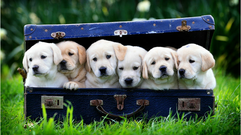 Puppies