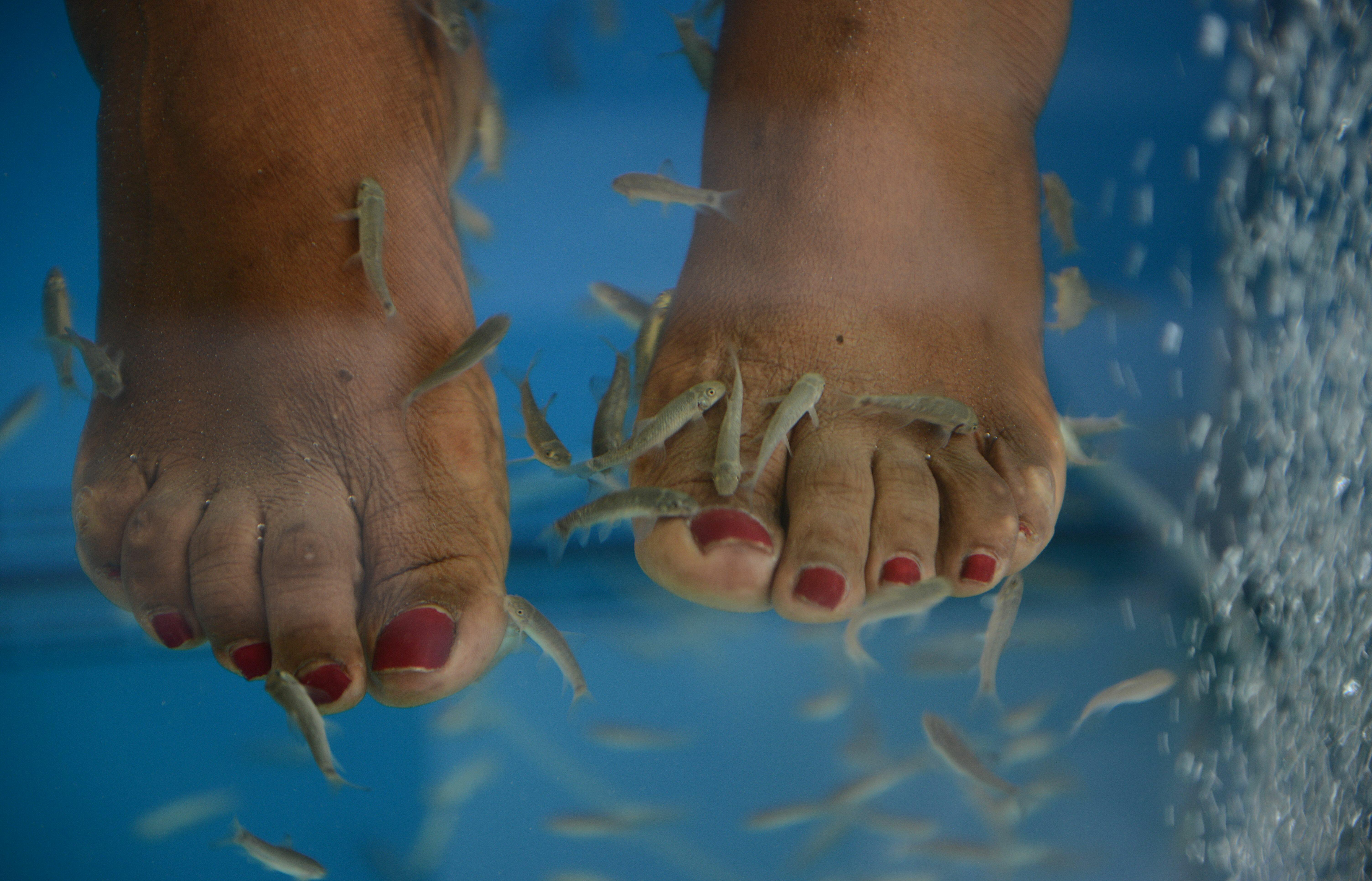Fish Pedicures Spreading HIV & Hep C? Lizette Love 1011 The Beat