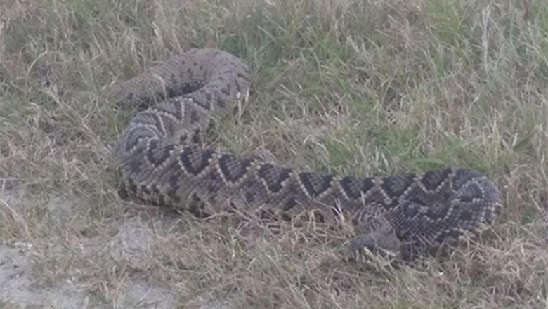 Florida Woman Captures Video Of 6-Foot Long Rattlesnake | iHeart