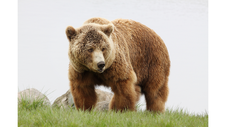 Bear  (Credit: Eric Dufour/EyeEm/Getty Images Royalty Free)