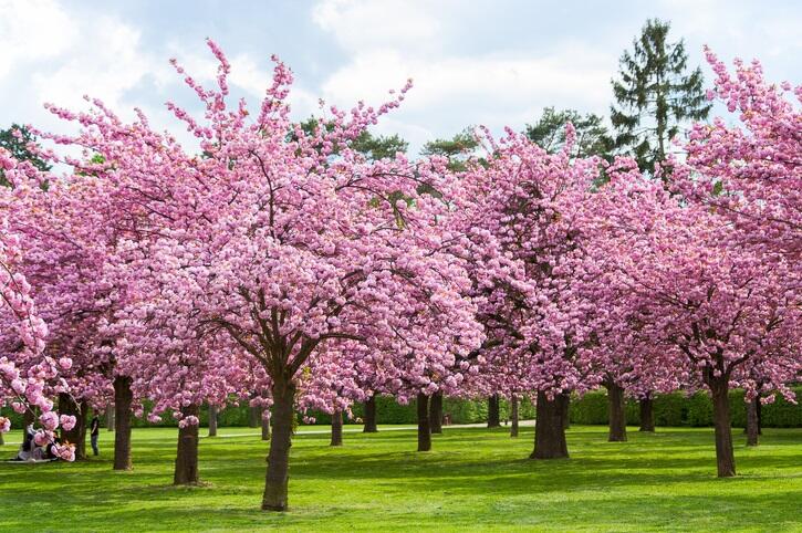 13 Spots To See Cherry Blossom Trees Without Crowds! | 97.1 WASH-FM ...