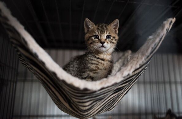 Baby Animal Bracket Kitten