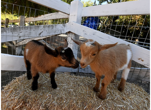 Baby Animal Bracket Goat