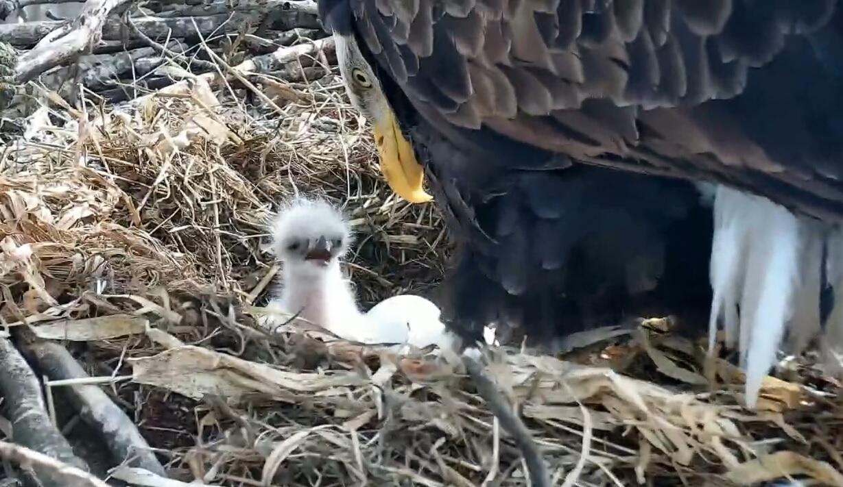 Decorah, Iowa eaglet hatches Sunday EAGLE CAM - Thumbnail Image