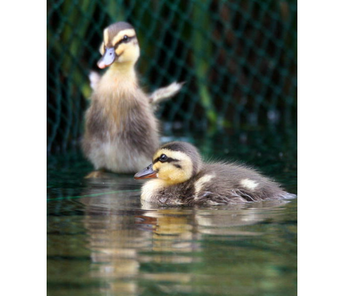 Baby Animal Bracket: Baby Duckling