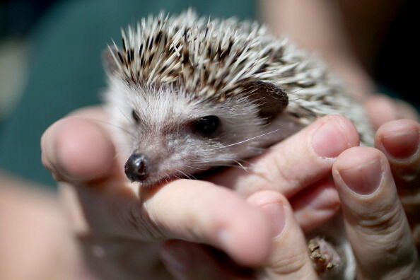 Baby Animal Bracket: Baby Hedgehog