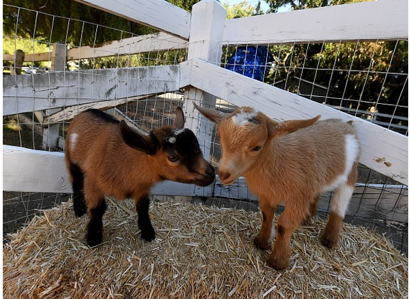 Baby Animal Bracket: Baby Goat