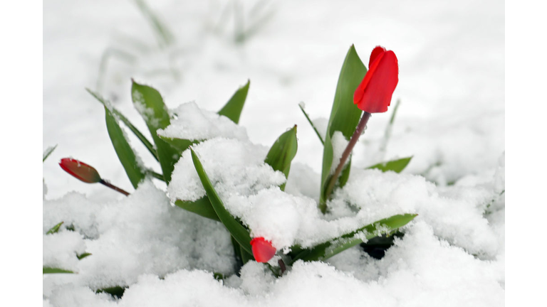 Flowers in the Snow / Getty Images