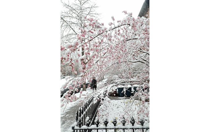 Snowy Cherry Blossoms / Getty Images