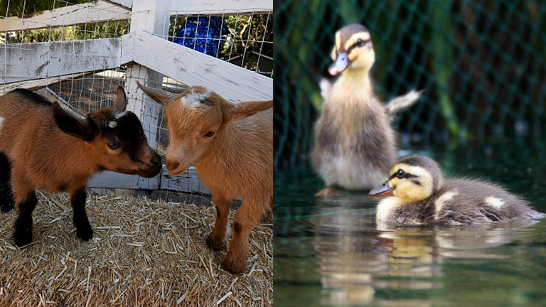 Baby Animal Bracket Final Round - Baby Goat vs Baby duckling