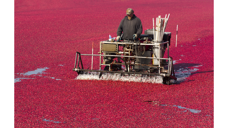 Farmer Preparing His Ripe Red Bog for Cranberry Fruit Harvest (Credit Chris Boswell/iStock/Getty Images Plus)