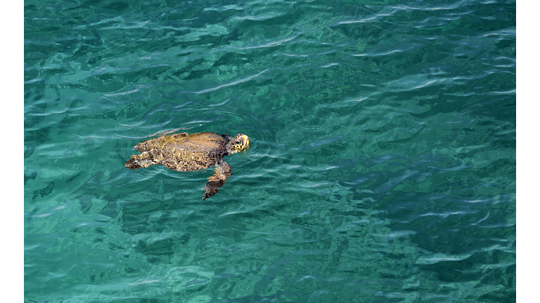 Turtles Adapting To Rising Sea Levels