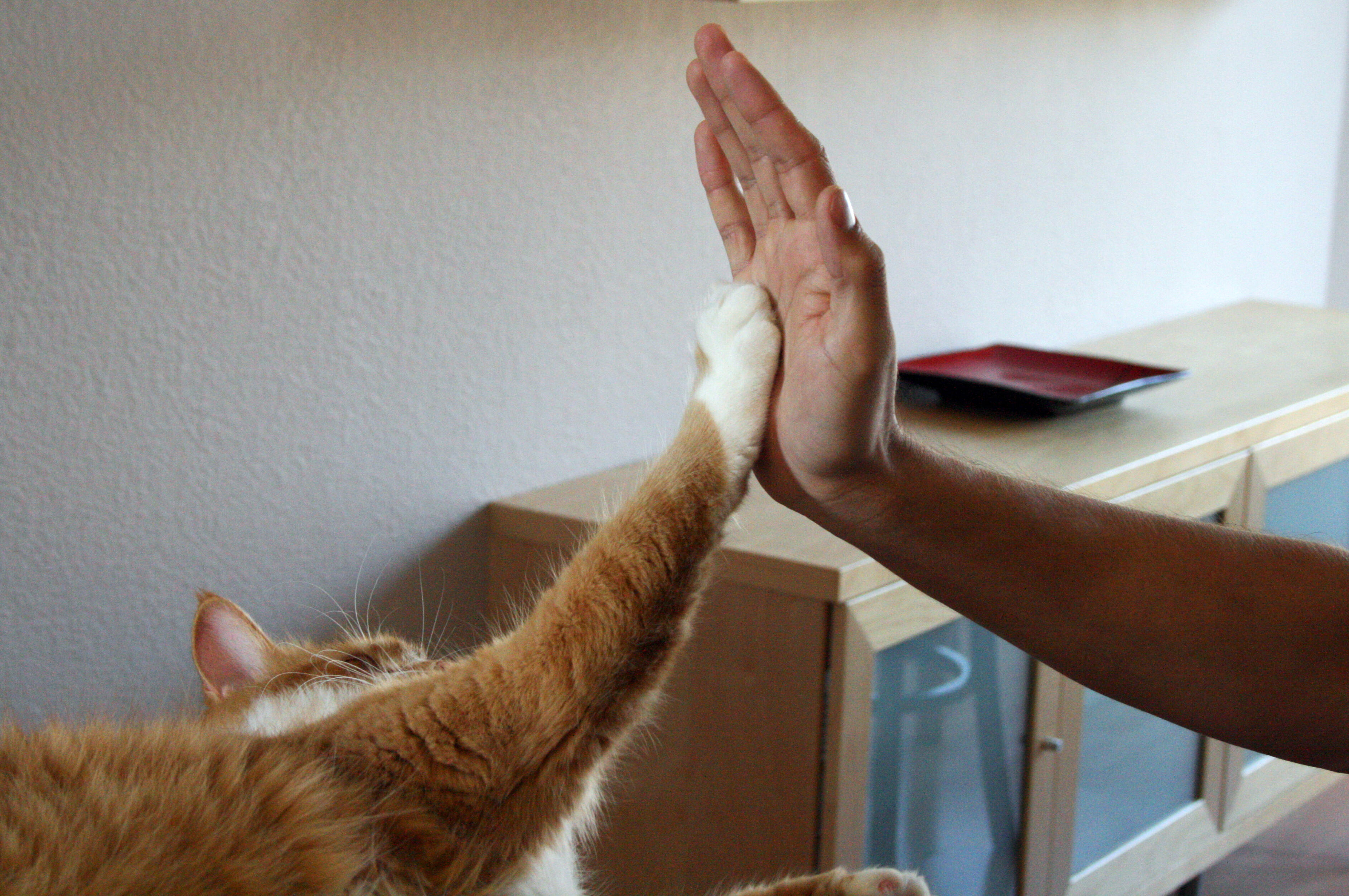 Teach Your Cat To High Five Win Free Stuff For Local Animal