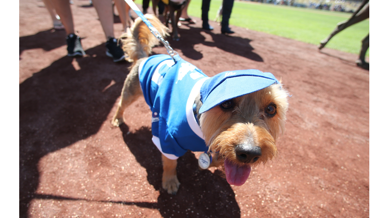 Dodgers to Hold Pups at the Park Promotion