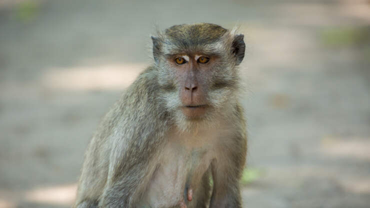 Baboons captured after escaping from San Antonio facility ...