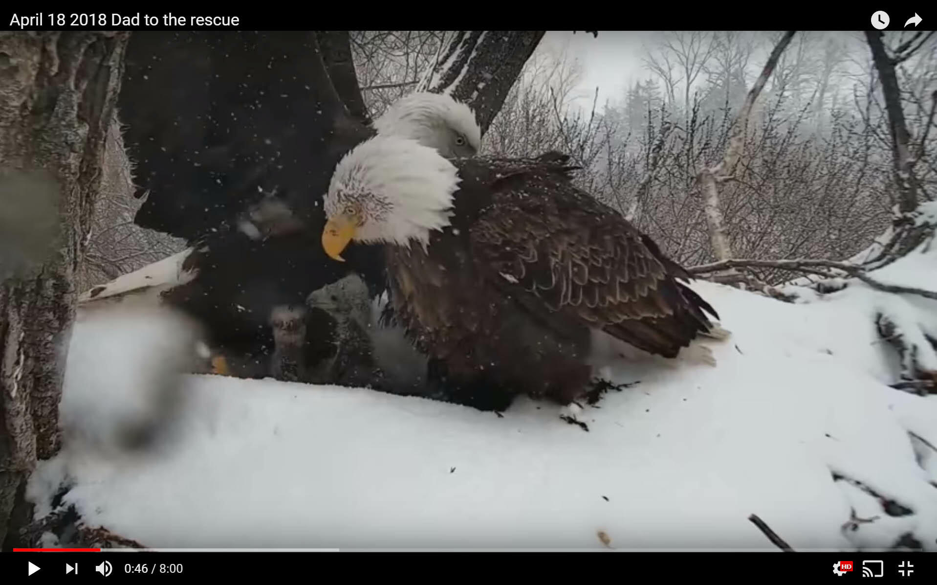 Decorah, Iowa father Eagle missing for days VIDEO - Thumbnail Image