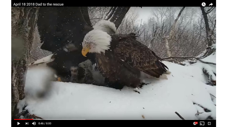Father Decorah, Eagle last seen April 18 after snow storm.  CLICK FOR VIDEO