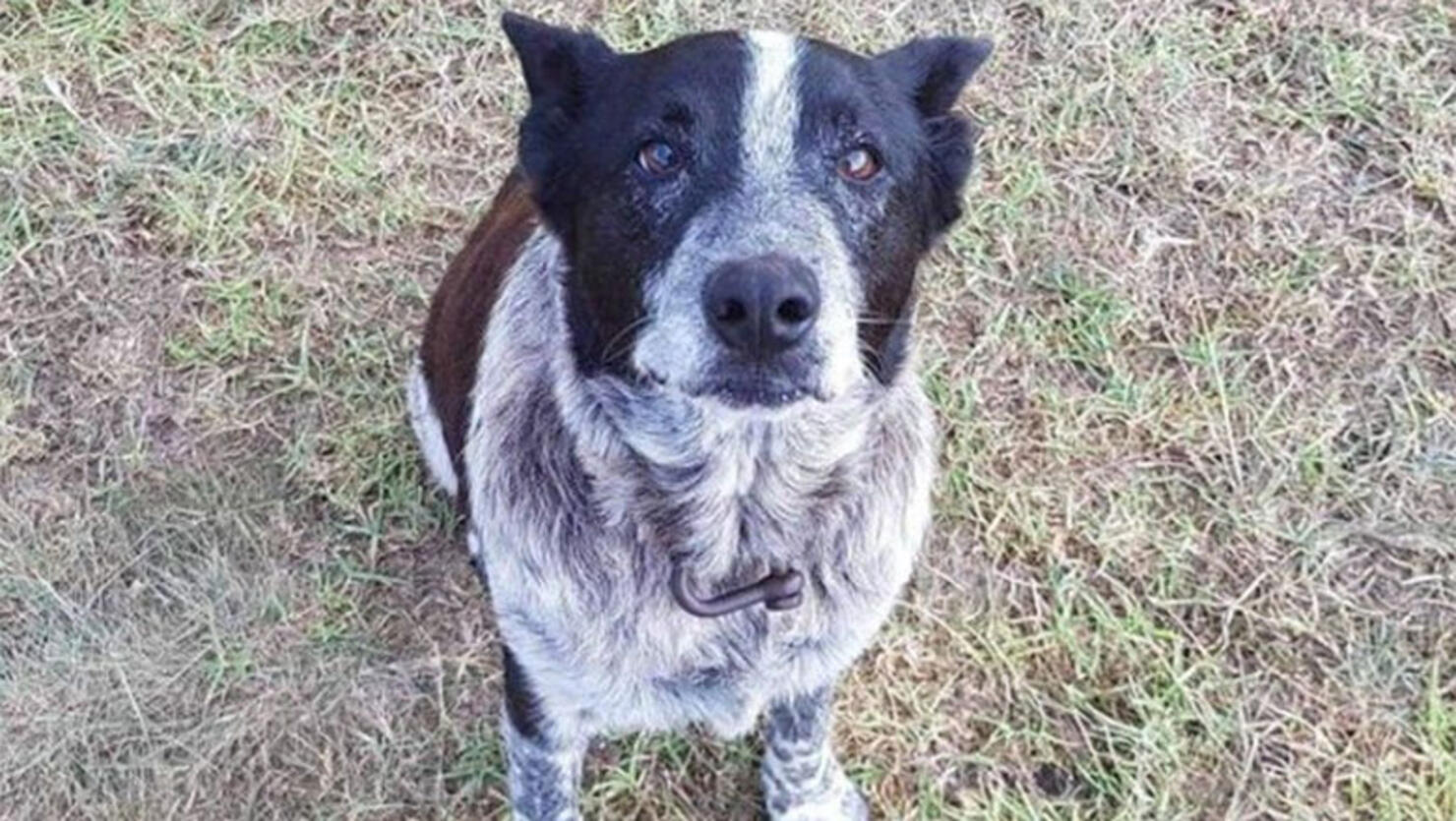 Dog Stays With Lost ThreeYearOld Overnight, Leads Rescuers To Her