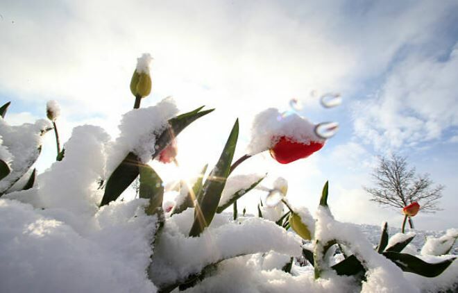 Tulips Snow Getty Images 