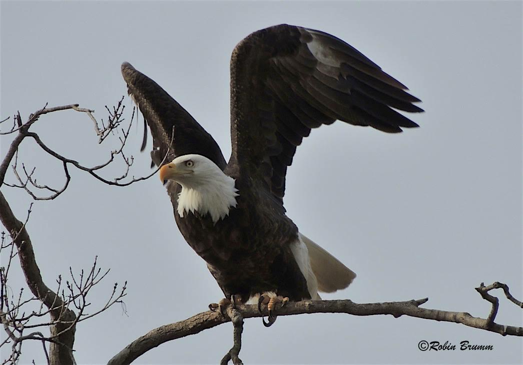 Decorah Eagle father likely killed in fight with another male - Thumbnail Image