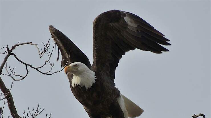 Decorah Eagle father likely killed in fight with another male