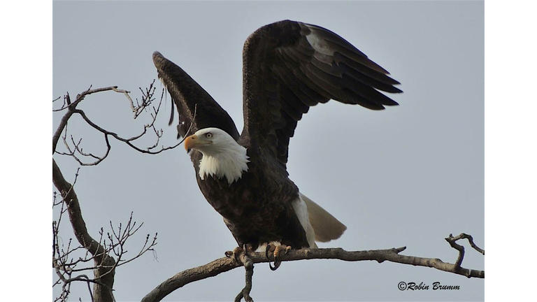 Photo of Decorah Eagle male posted by Raptor Resource Project