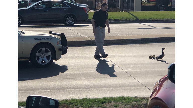 Iowa State Patrol Trooper gives mama duck and babies a police escort in Ankeny