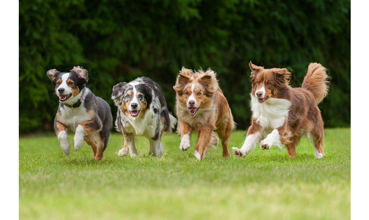 Dog Missing After Tornado Reunites With Family 54 Days Later