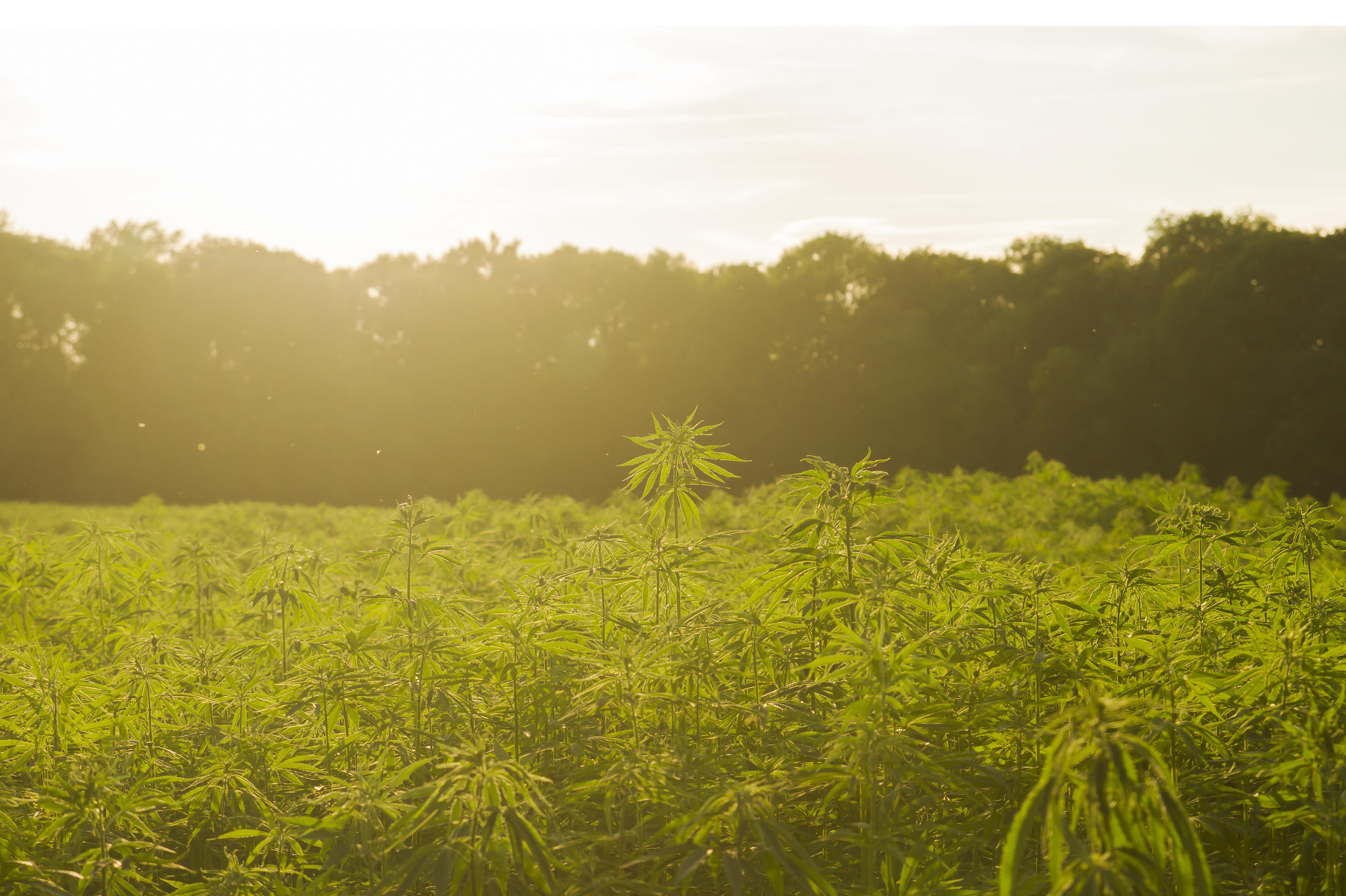 Massive Illegal Marijuana Farm Accidentally Uncovered in Minnesota - Thumbnail Image