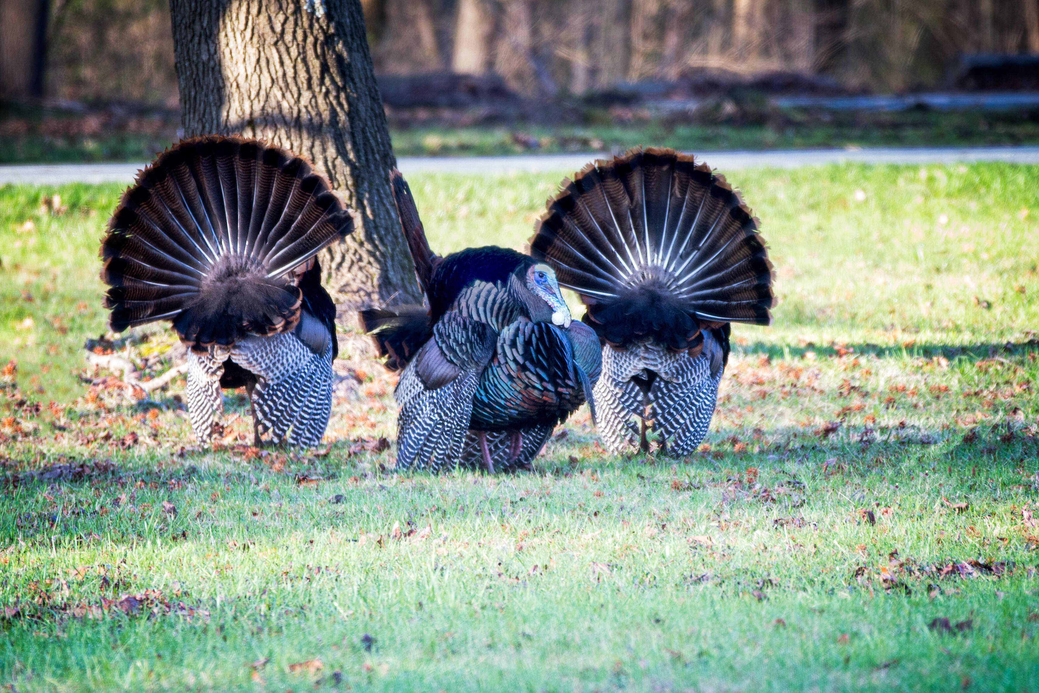 'Excited' Turkey Traumatizes Minneapolis Residents, Authorities Called - Thumbnail Image