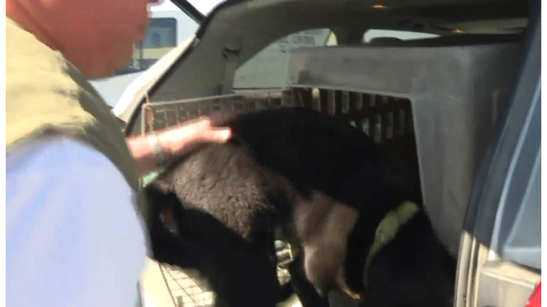 About 40 dogs rescued from Iowa breeder, found with no food or water. Photo WHO TV
