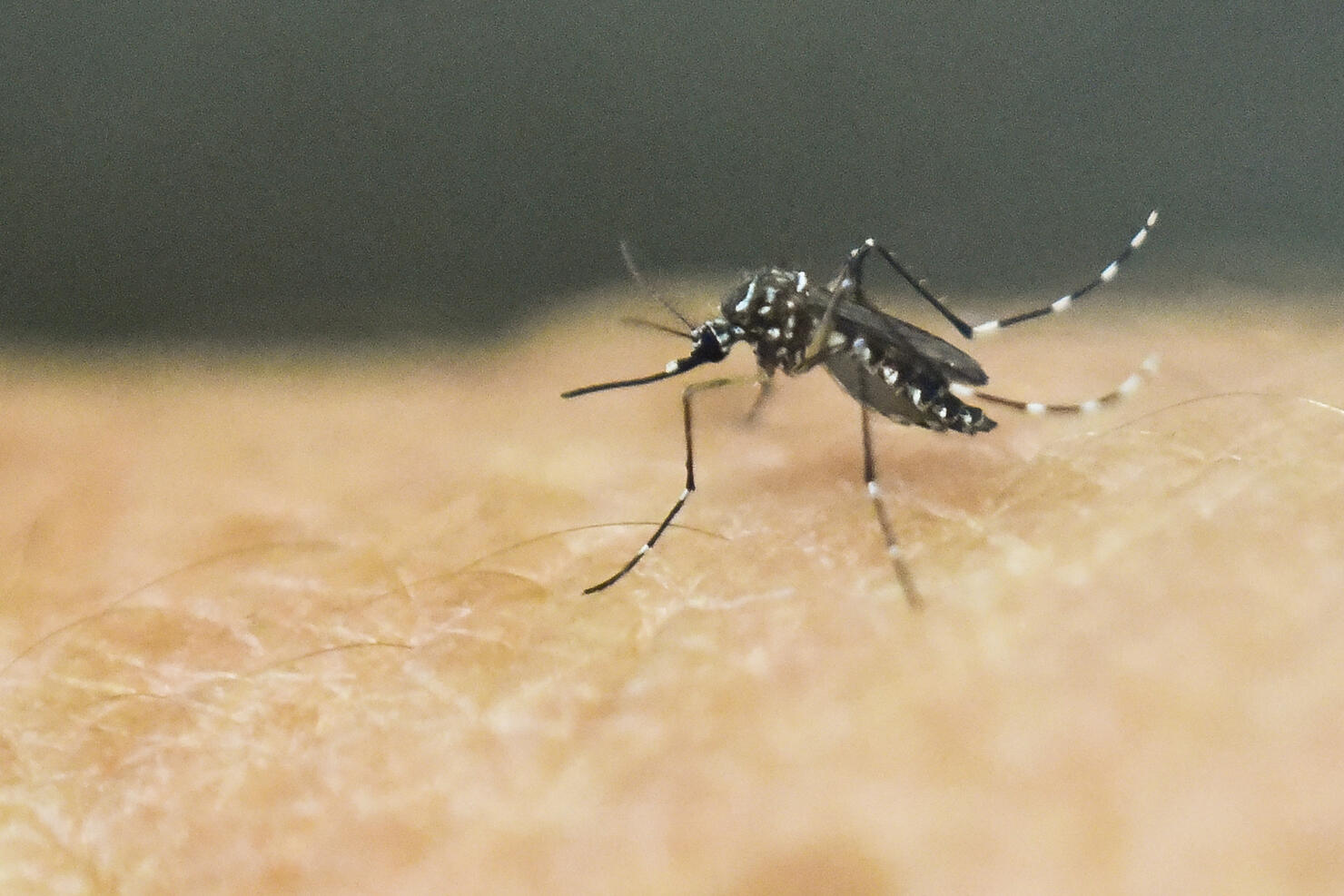 mosquitos bite itch a lot