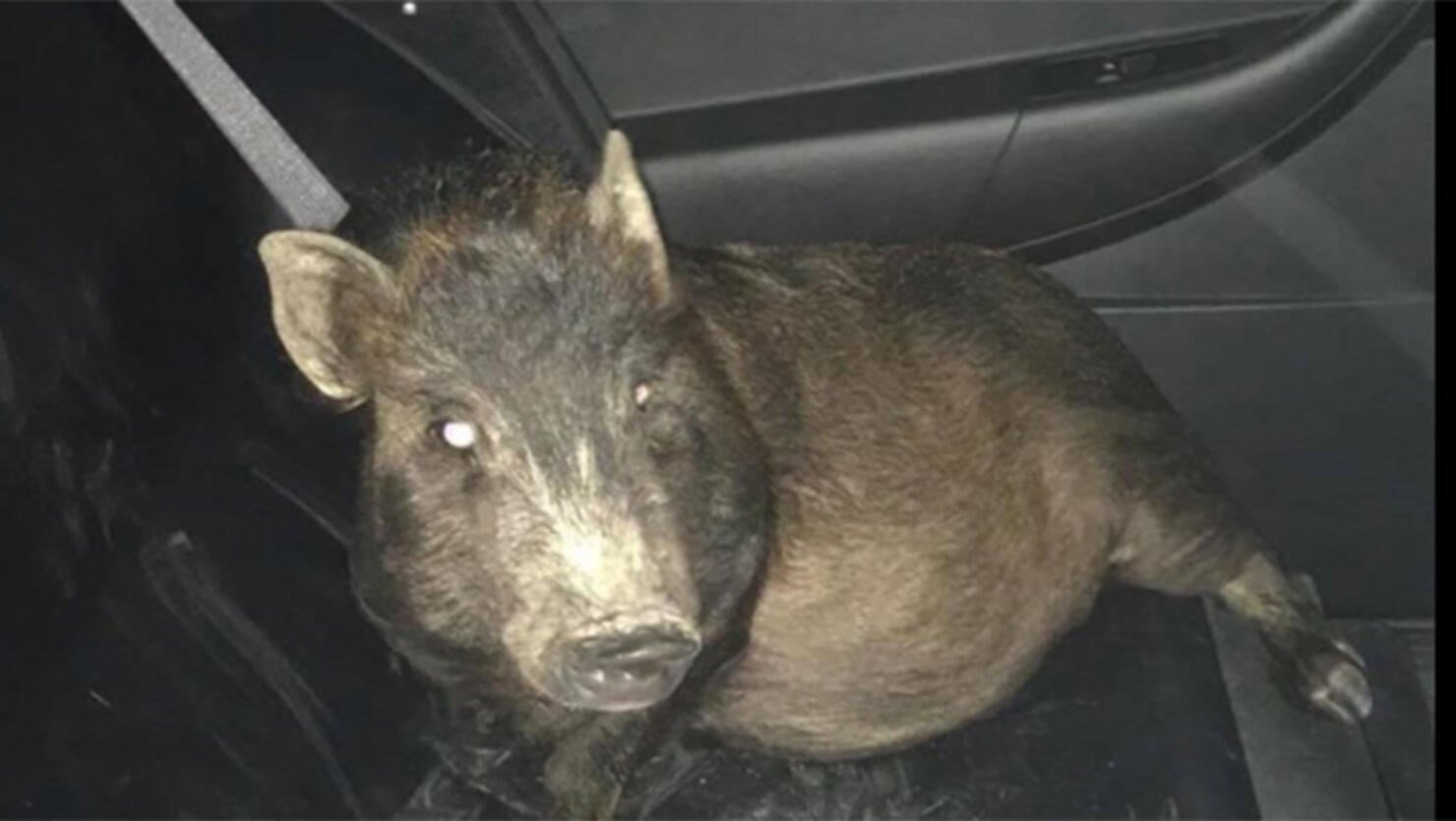 pig in a police car