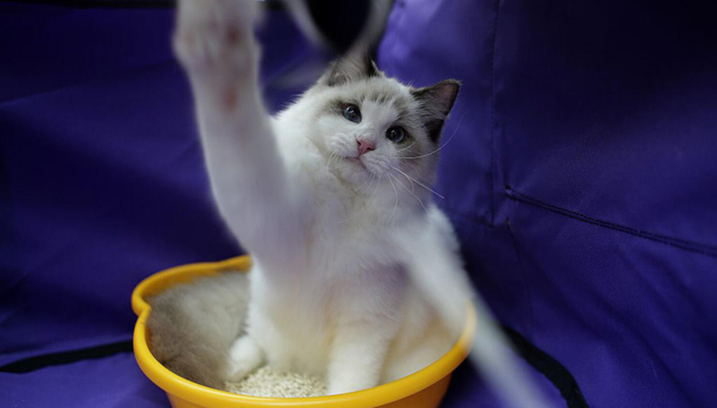 Cats Are Learning to High-Five
