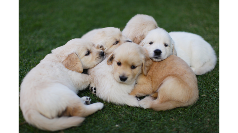 Golden Retriever Puppies - Getty