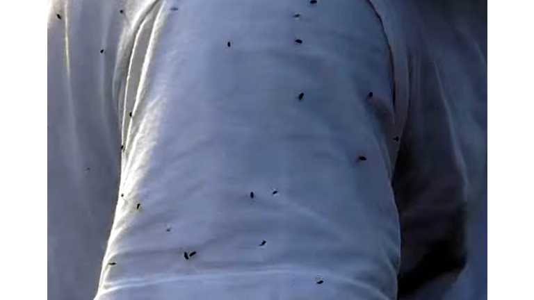 Black flies swarm the heads of humans and animals.  