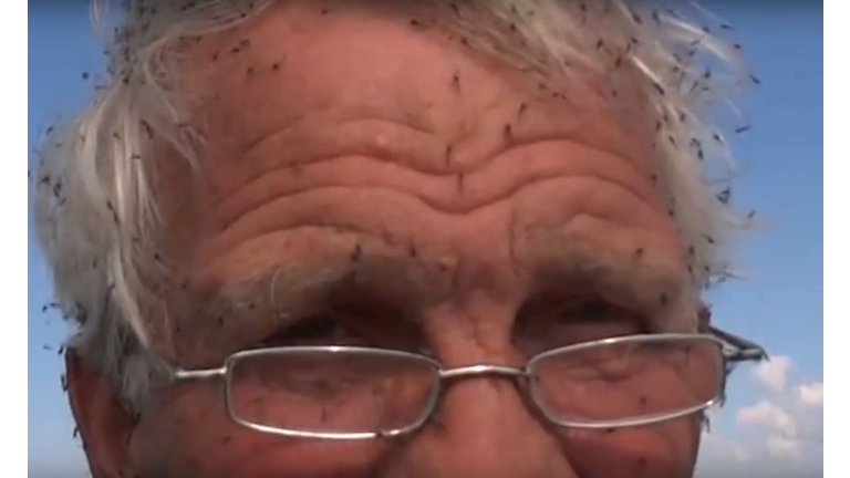 Not just a U.S. problem, black flies swarm a man in Iceland. YouTube