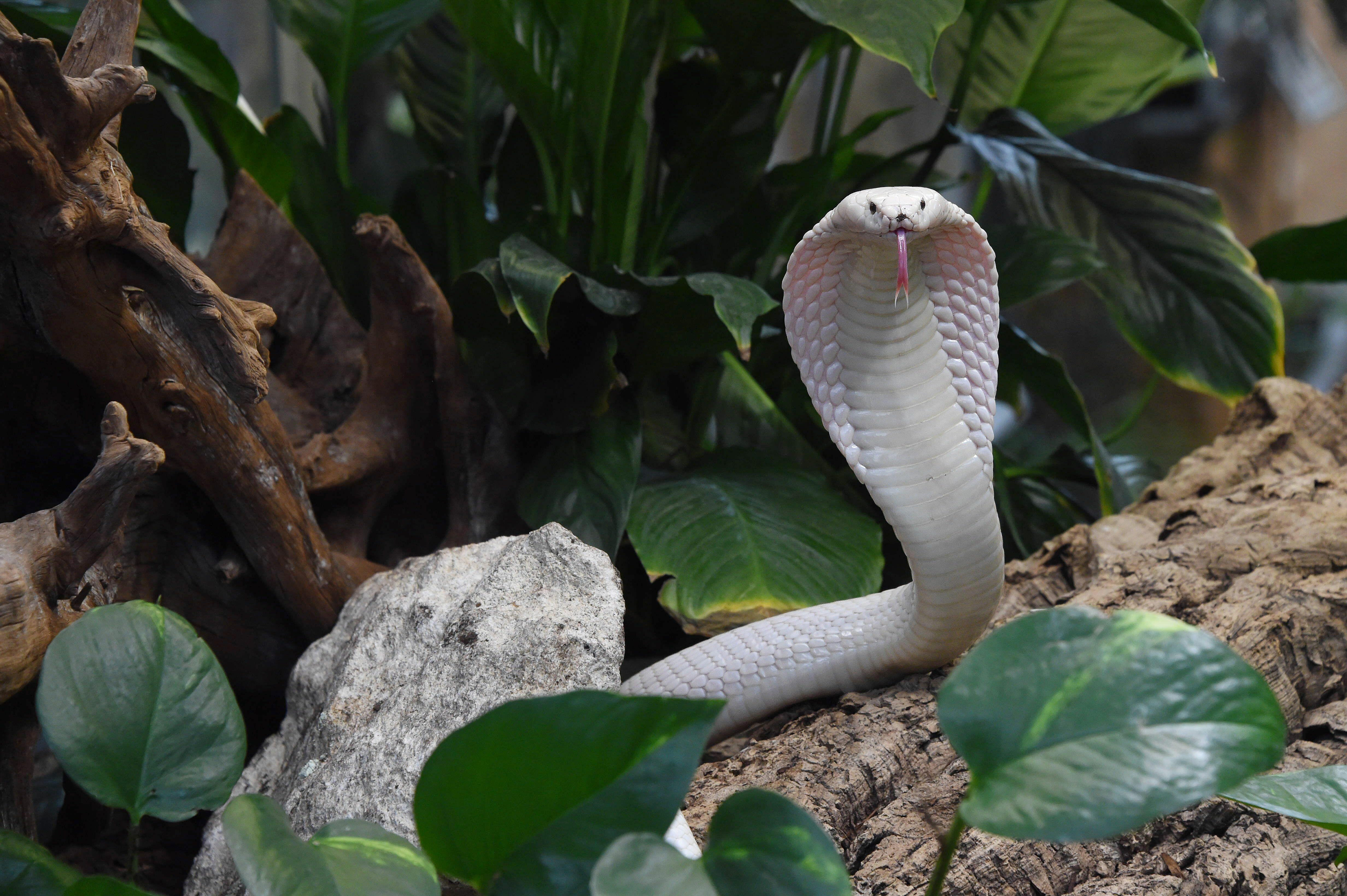 Police Shoot, Kill 'Snake-Dancing' Man in Torrance iHeartRadio