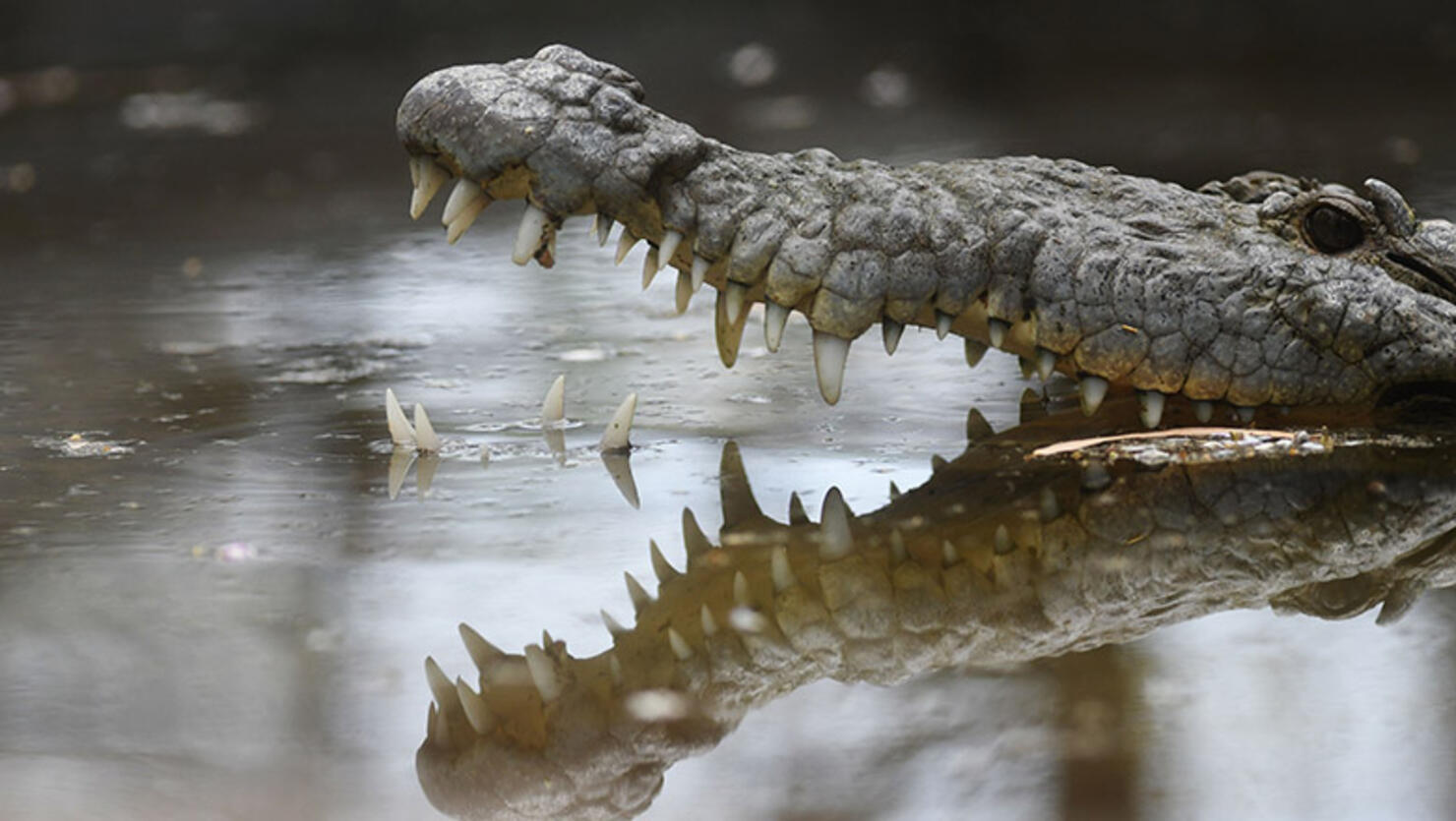 crocodile