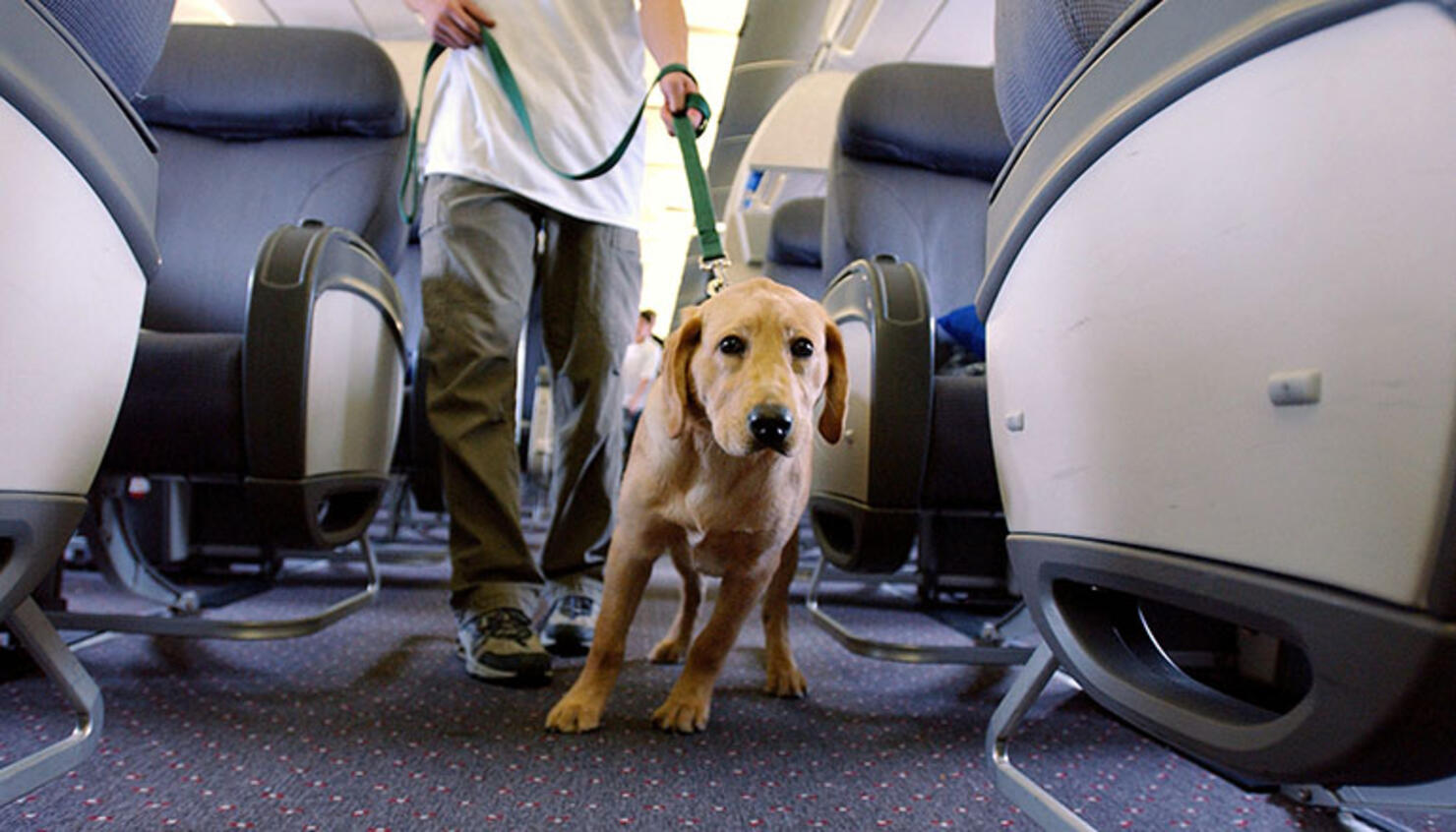 JetBlue Releases New Rules For Emotional Support Animals iHeart