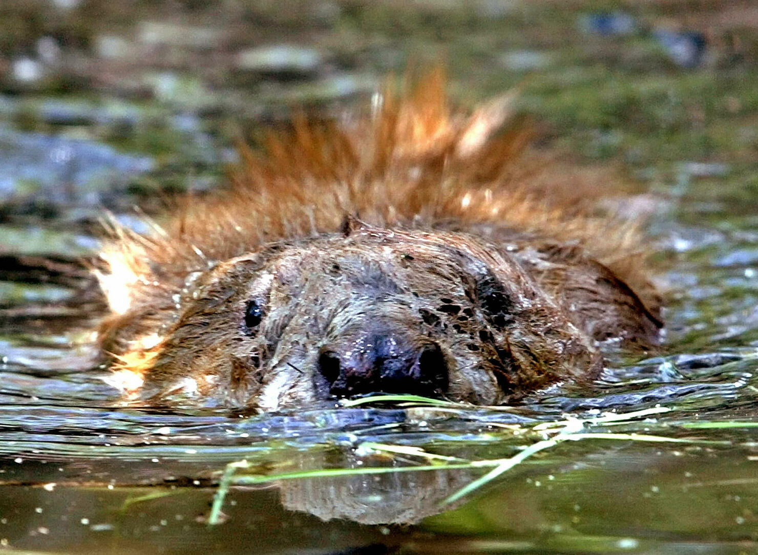 bourbon flavored with beaver now available.